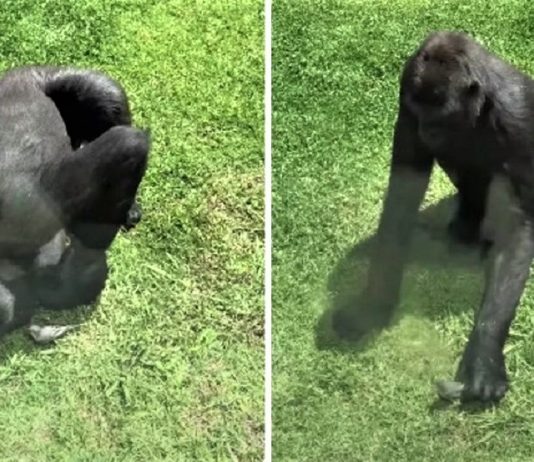 Gorila ajudou um passarinho que caiu em seu espaço. Vendo que estava ferido, ele mostrou compaixão