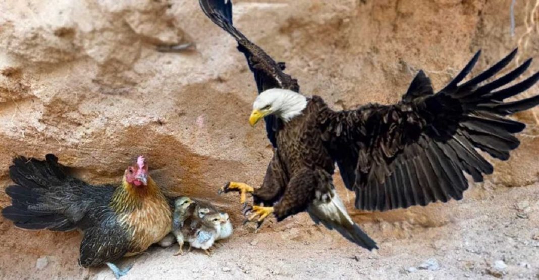 Galinha luta ferozmente contra uma águia que queria comer seus filhotes