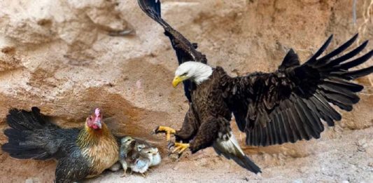 Galinha luta ferozmente contra uma águia que queria comer seus filhotes