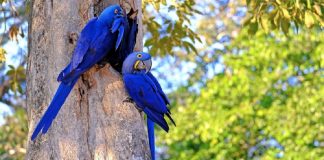 Apesar dos incêndios, as araras-azuis continuam habitando o Pantanal brasileiro. Elas não desistem