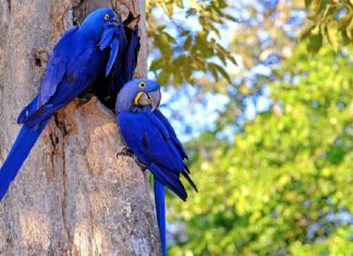 Apesar dos incêndios, as araras-azuis continuam habitando o Pantanal brasileiro. Elas não desistem