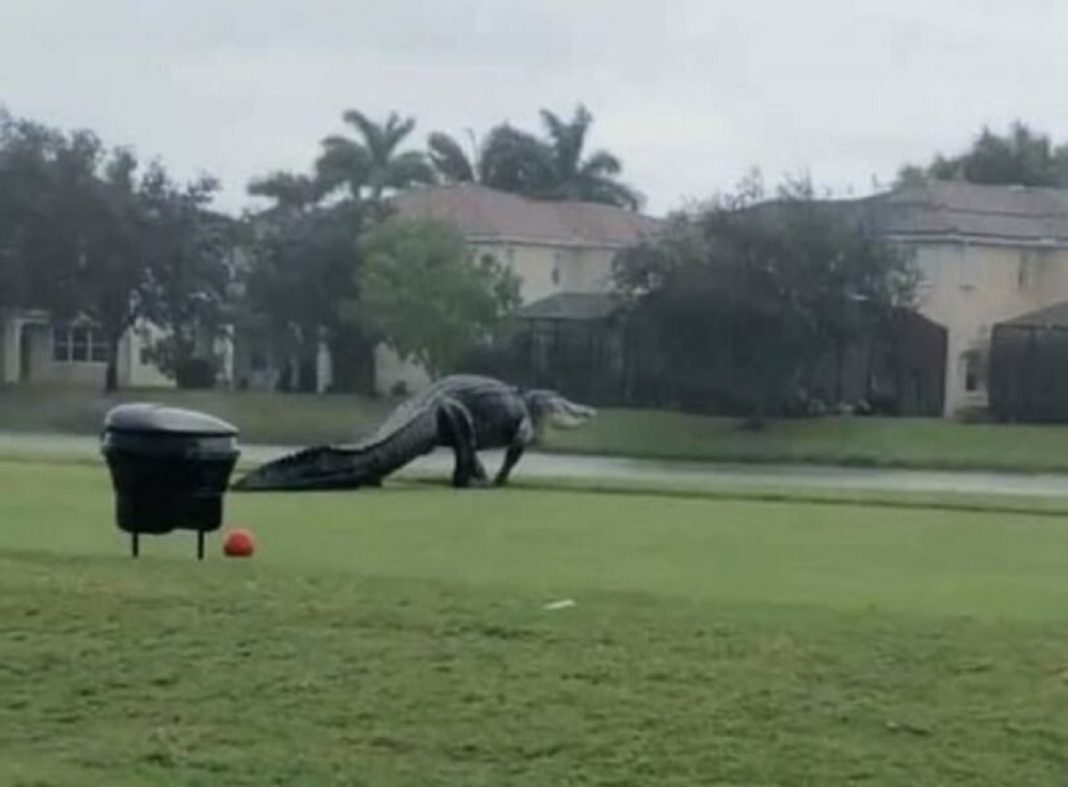 Um jacaré gigante invadiu clube de campo após chuvas fortes (vídeo)