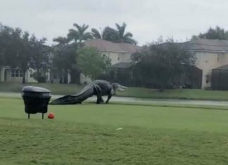 Um jacaré gigante invadiu clube de campo após chuvas fortes (vídeo)