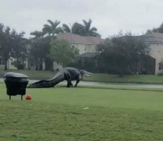 Um jacaré gigante invadiu clube de campo após chuvas fortes (vídeo)