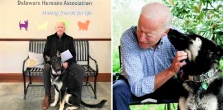 Cachorro abandonado vai morar na Casa Branca com o Presidente Joe Biden