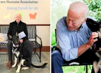 Cachorro abandonado vai morar na Casa Branca com o Presidente Joe Biden