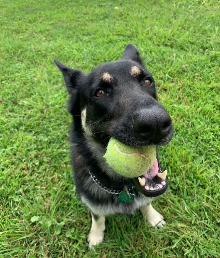 sensivel-mente.com - Cachorro abandonado vai morar na Casa Branca com o Presidente Joe Biden