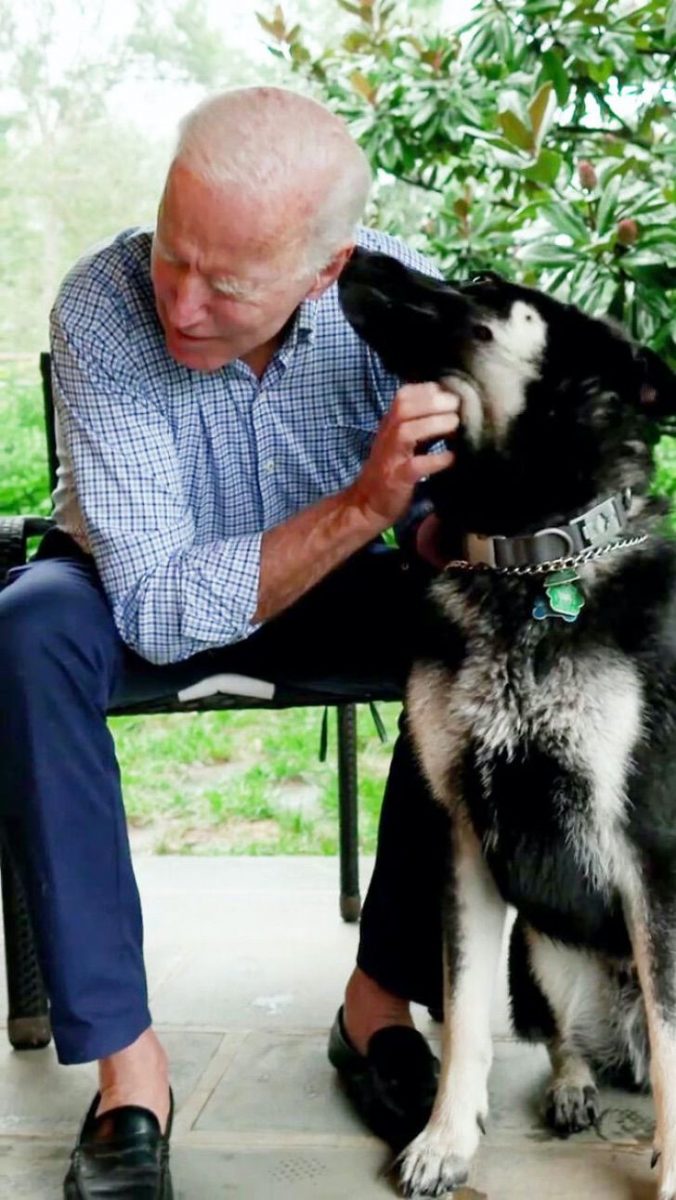 sensivel-mente.com - Cachorro abandonado vai morar na Casa Branca com o Presidente Joe Biden
