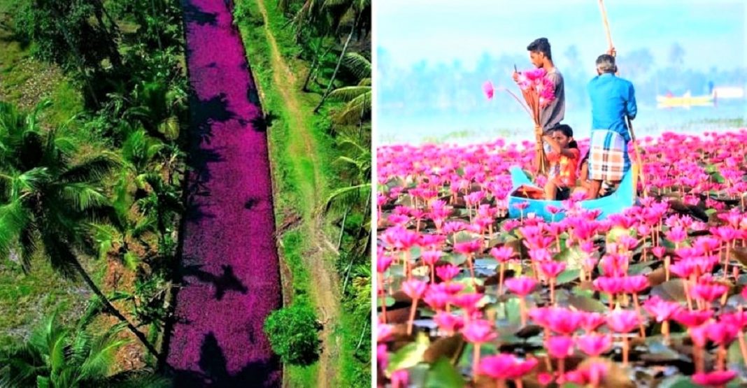 Na Índia, esse rio foi tingido de rosa pelo repentino crescimento de flores. Uma paisagem excepcional