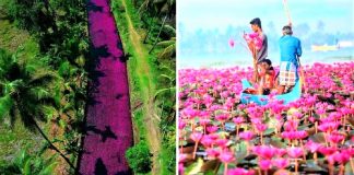 Na Índia, esse rio foi tingido de rosa pelo repentino crescimento de flores. Uma paisagem excepcional