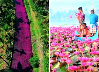 Na Índia, esse rio foi tingido de rosa pelo repentino crescimento de flores. Uma paisagem excepcional