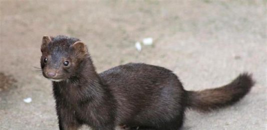 Dinamarca anuncia que matará 17 milhões de visons com mutação de coronavírus