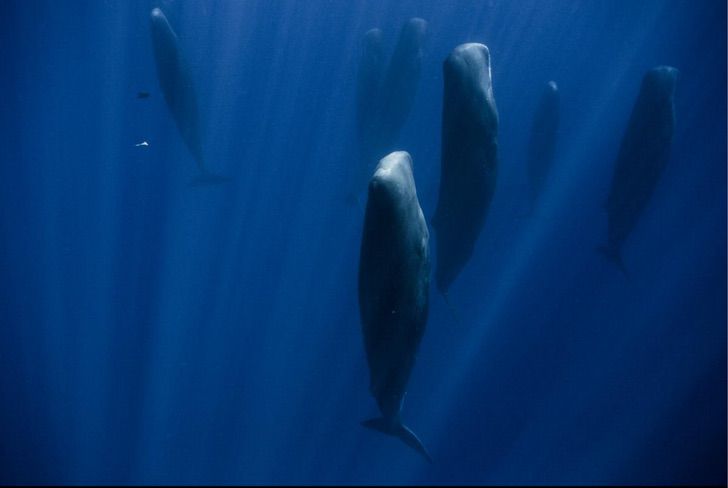 1 1 - Fotógrafo marinho capturou a maneira como as baleias dormem pela primeira vez. Elas fazem isso em grupo
