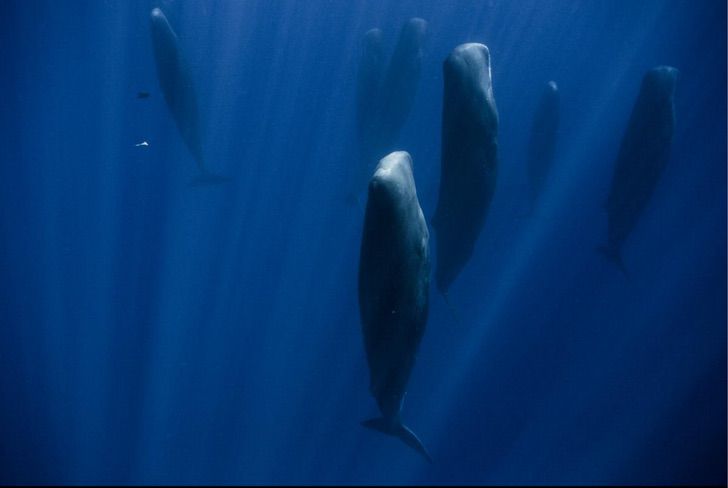 sensivel-mente.com - Fotógrafo marinho capturou a maneira como as baleias dormem pela primeira vez. Elas fazem isso em grupo