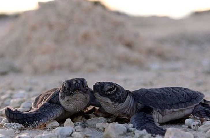 sensivel-mente.com - A desova de tartarugas marinhas bate recorde em Cancún graças ao COVID-19. A falta de turistas ajudou