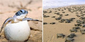 A desova de tartarugas marinhas bate recorde em Cancún graças ao COVID-19. A falta de turistas ajudou