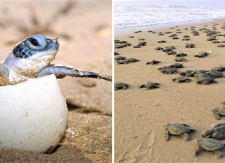 A desova de tartarugas marinhas bate recorde em Cancún graças ao COVID-19. A falta de turistas ajudou