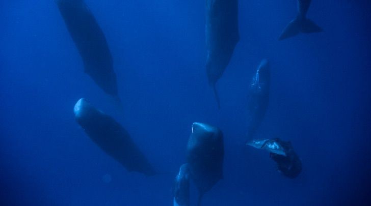 sensivel-mente.com - Fotógrafo marinho capturou a maneira como as baleias dormem pela primeira vez. Elas fazem isso em grupo