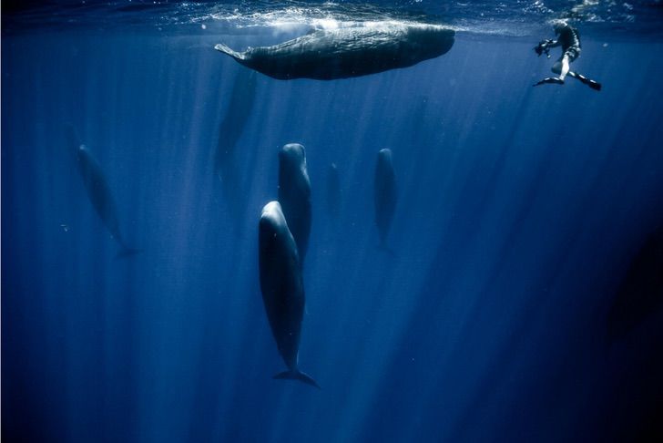 3 1 - Fotógrafo marinho capturou a maneira como as baleias dormem pela primeira vez. Elas fazem isso em grupo