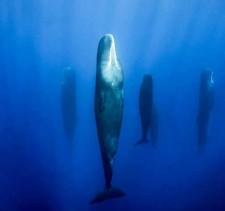 4 1 - Fotógrafo marinho capturou a maneira como as baleias dormem pela primeira vez. Elas fazem isso em grupo