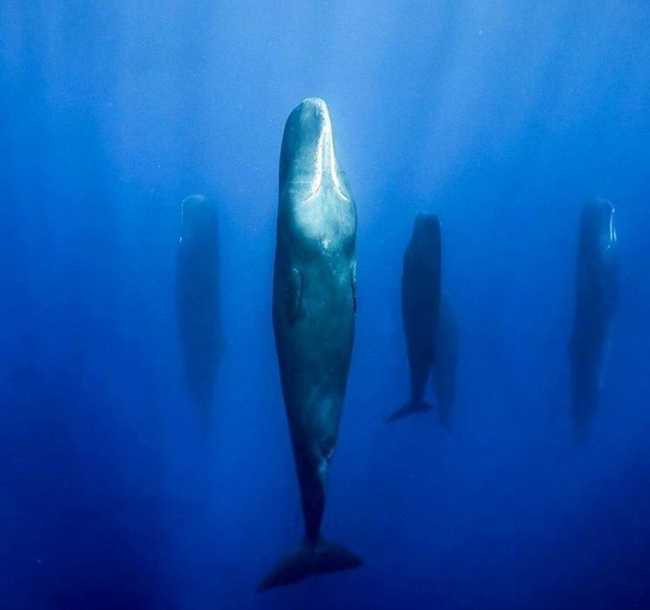 sensivel-mente.com - Fotógrafo marinho capturou a maneira como as baleias dormem pela primeira vez. Elas fazem isso em grupo