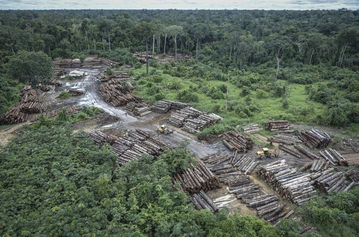 sensivel-mente.com - A Amazônia brasileira perdeu cerca de 626 milhões de árvores.