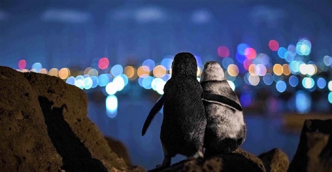 A famosa foto de um pinguim viúvo sendo consolado ganhou um prêmio internacional.