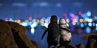 A famosa foto de um pinguim viúvo sendo consolado ganhou um prêmio internacional.