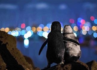 A famosa foto de um pinguim viúvo sendo consolado ganhou um prêmio internacional.