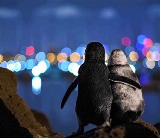 A famosa foto de um pinguim viúvo sendo consolado ganhou um prêmio internacional.