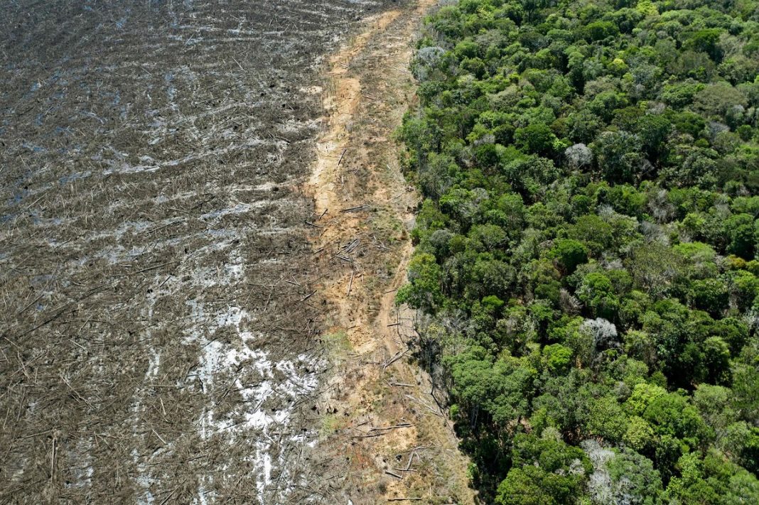 A Amazônia brasileira perdeu cerca de 626 milhões de árvores.