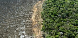 A Amazônia brasileira perdeu cerca de 626 milhões de árvores.