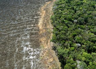 A Amazônia brasileira perdeu cerca de 626 milhões de árvores.