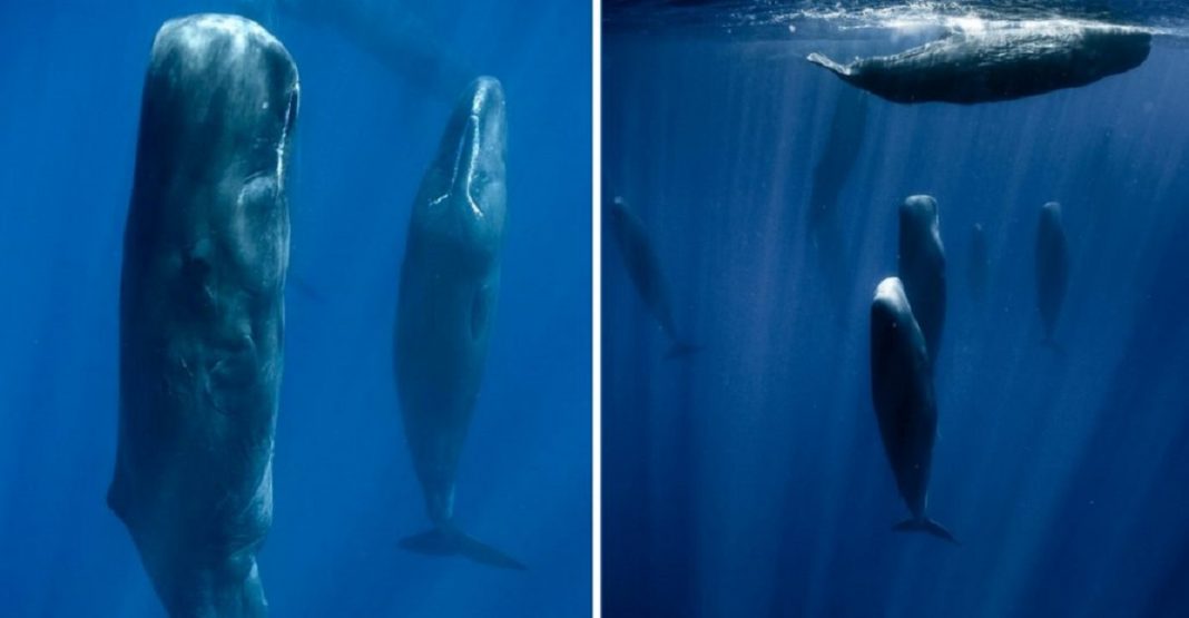 Fotógrafo marinho capturou a maneira como as baleias dormem pela primeira vez. Elas fazem isso em grupo