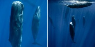 Fotógrafo marinho capturou a maneira como as baleias dormem pela primeira vez. Elas fazem isso em grupo