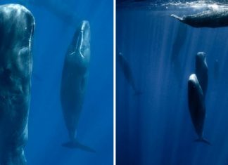 Fotógrafo marinho capturou a maneira como as baleias dormem pela primeira vez. Elas fazem isso em grupo