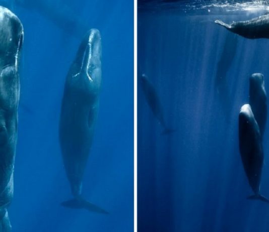 Fotógrafo marinho capturou a maneira como as baleias dormem pela primeira vez. Elas fazem isso em grupo