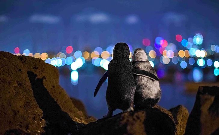 sensivel-mente.com - A famosa foto de um pinguim viúvo sendo consolado ganhou um prêmio internacional.