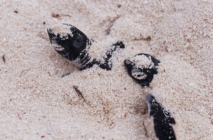 tortuga cancun mexico nacimiento marinas coronavirus0004 - A desova de tartarugas marinhas bate recorde em Cancún graças ao COVID-19. A falta de turistas ajudou