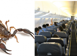 Passageiro foi picado por escorpião dentro do avião entre Campinas e Fortaleza