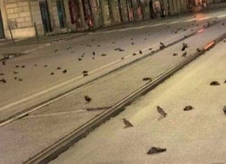 Ano novo: Centenas de pássaros caem mortos do céu devido a queima de fogos de artifício na Itália (vídeo)