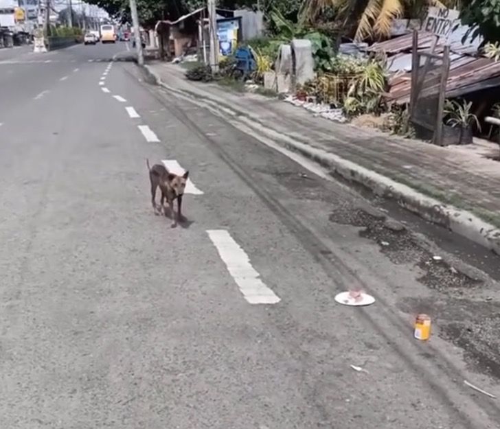 sensivel-mente.com - Espancada, grávida e deitada na estrada, cachorrinha lutou para sobreviver e teve um final feliz (Vídeo)