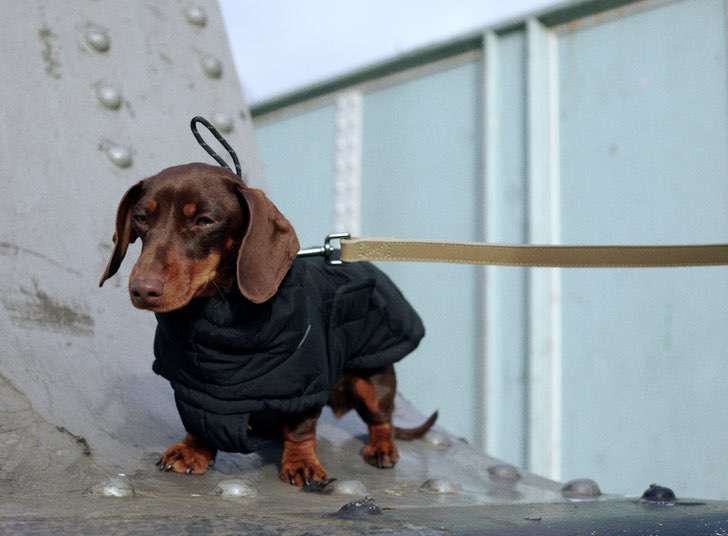 sensivel-mente.com - A Zara lança sua primeira coleção de roupas exclusivas para cães. Eles também serão ícones da moda