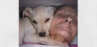 Uma vovó acordou do coma após 30 dias dizendo que seu cãozinho a salvou: “Meu anjinho branco”