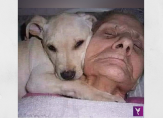 Uma vovó acordou do coma após 30 dias dizendo que seu cãozinho a salvou: “Meu anjinho branco”