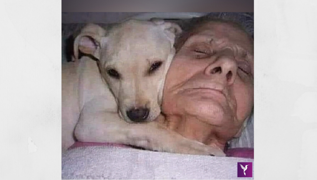 Untitled design 3 1 - Uma vovó acordou do coma após 30 dias dizendo que seu cãozinho a salvou: “Meu anjinho branco”