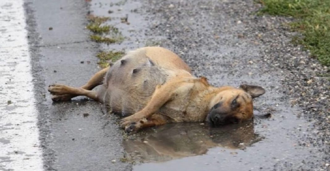 Espancada, grávida e deitada na estrada, cachorrinha lutou para sobreviver e teve um final feliz (Vídeo)