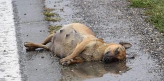 Espancada, grávida e deitada na estrada, cachorrinha lutou para sobreviver e teve um final feliz (Vídeo)