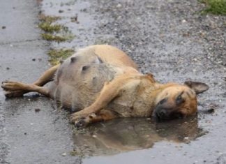 Espancada, grávida e deitada na estrada, cachorrinha lutou para sobreviver e teve um final feliz (Vídeo)