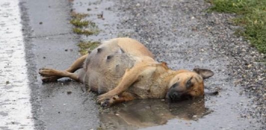 Espancada, grávida e deitada na estrada, cachorrinha lutou para sobreviver e teve um final feliz (Vídeo)